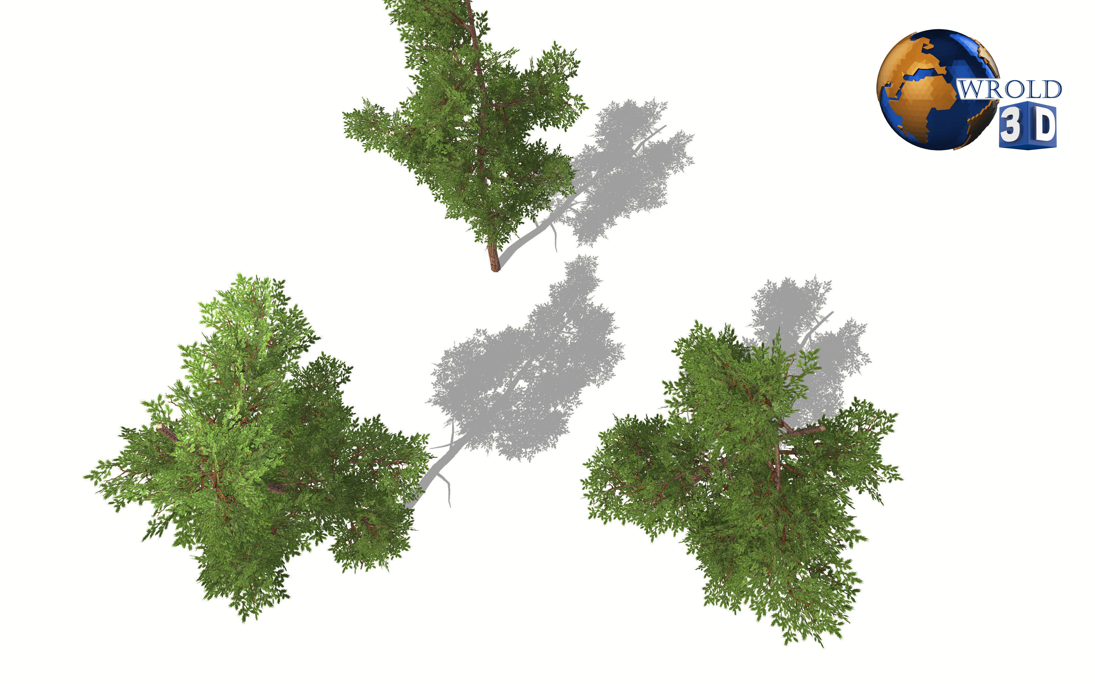 lowpoly small forest tree 3d model Low-poly 3D model_3