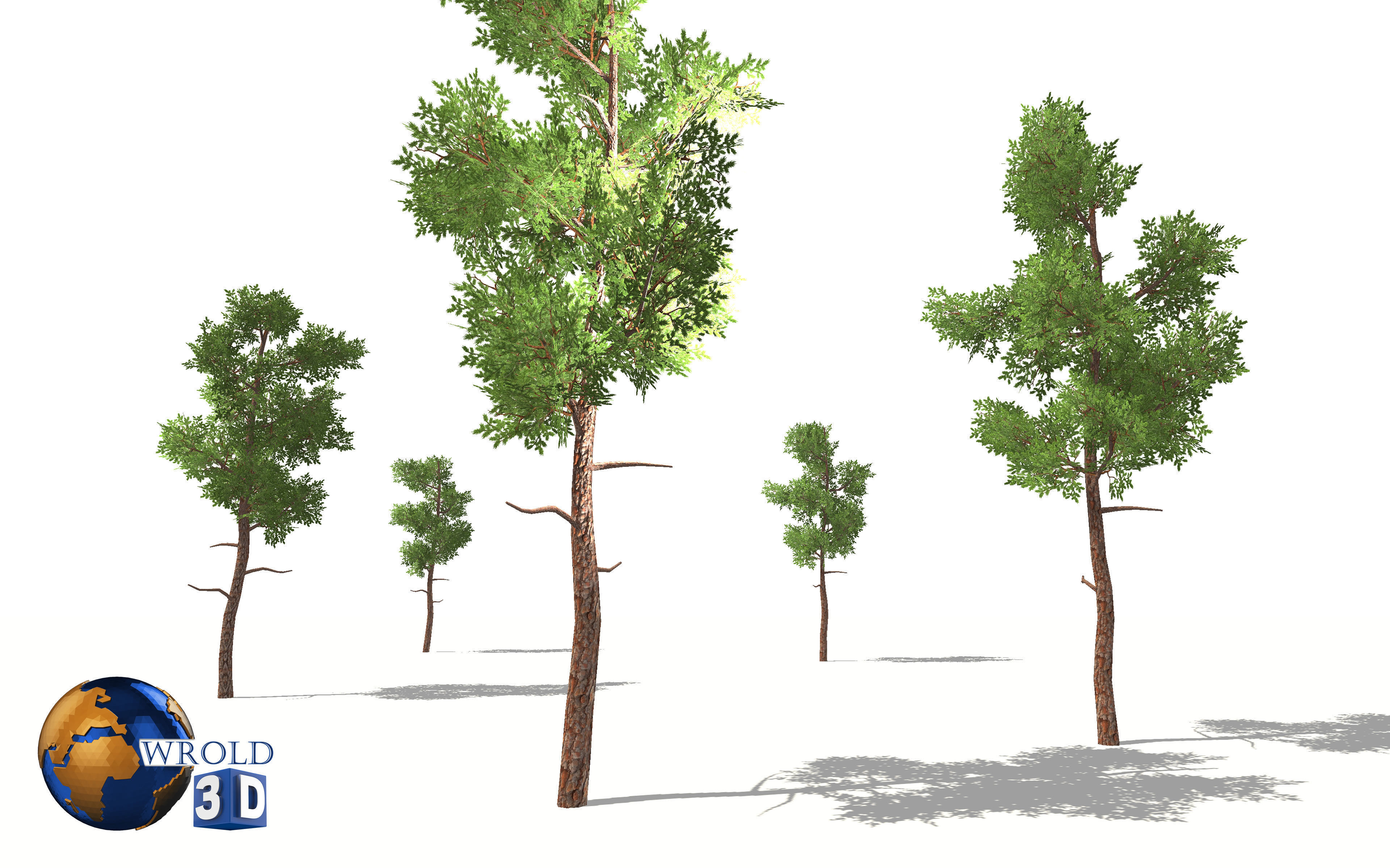 lowpoly small forest tree 3d model Low-poly 3D model_5