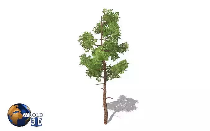 lowpoly small forest tree 3d model Low-poly 3D model