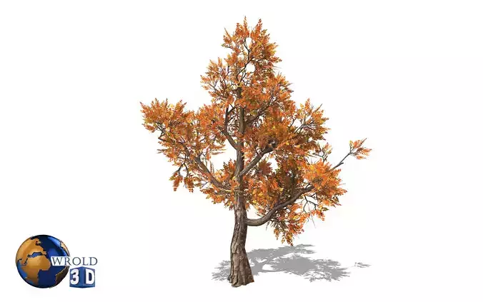 Maple tree type lowpoly 3d model Low-poly 3D model