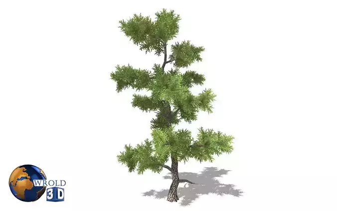 Spruce tree type 3d model