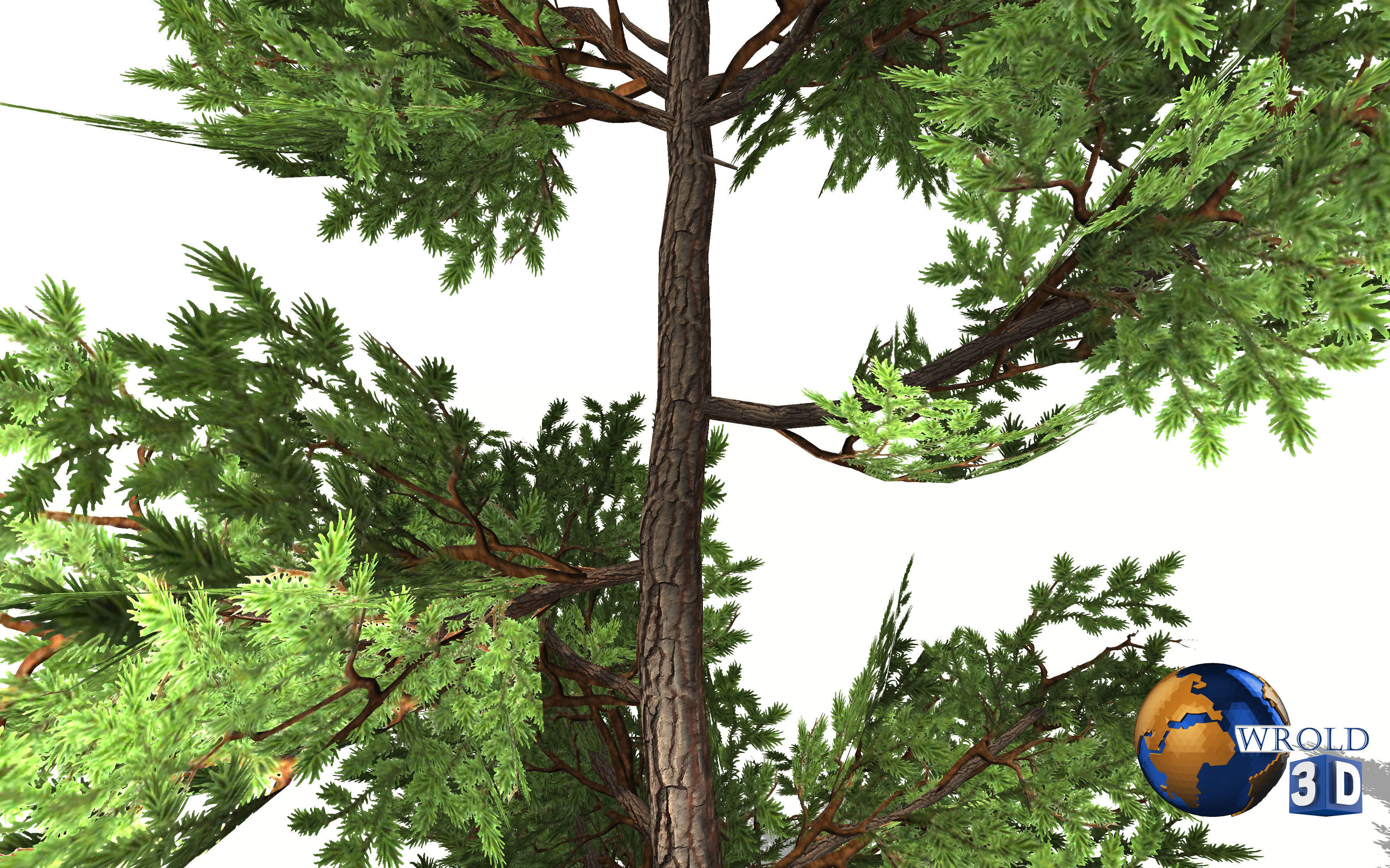 Fir tree lowpoly 3d model Low-poly 3D model_4