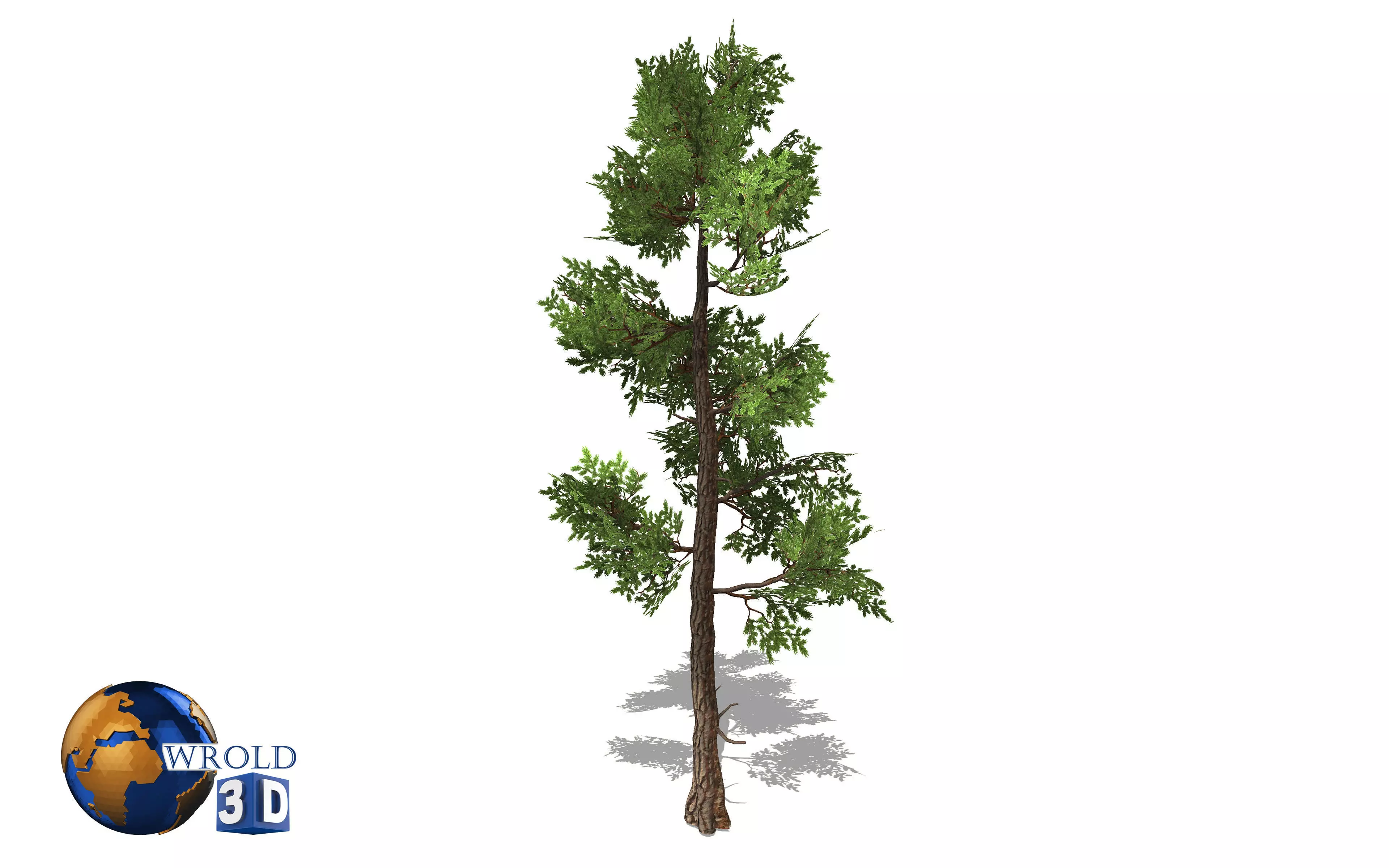 Fir tree lowpoly 3d model Low-poly 3D model_0