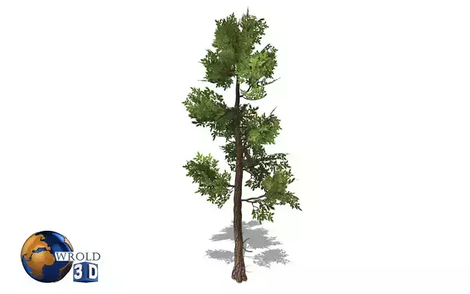 Fir tree lowpoly 3d model Low-poly 3D model