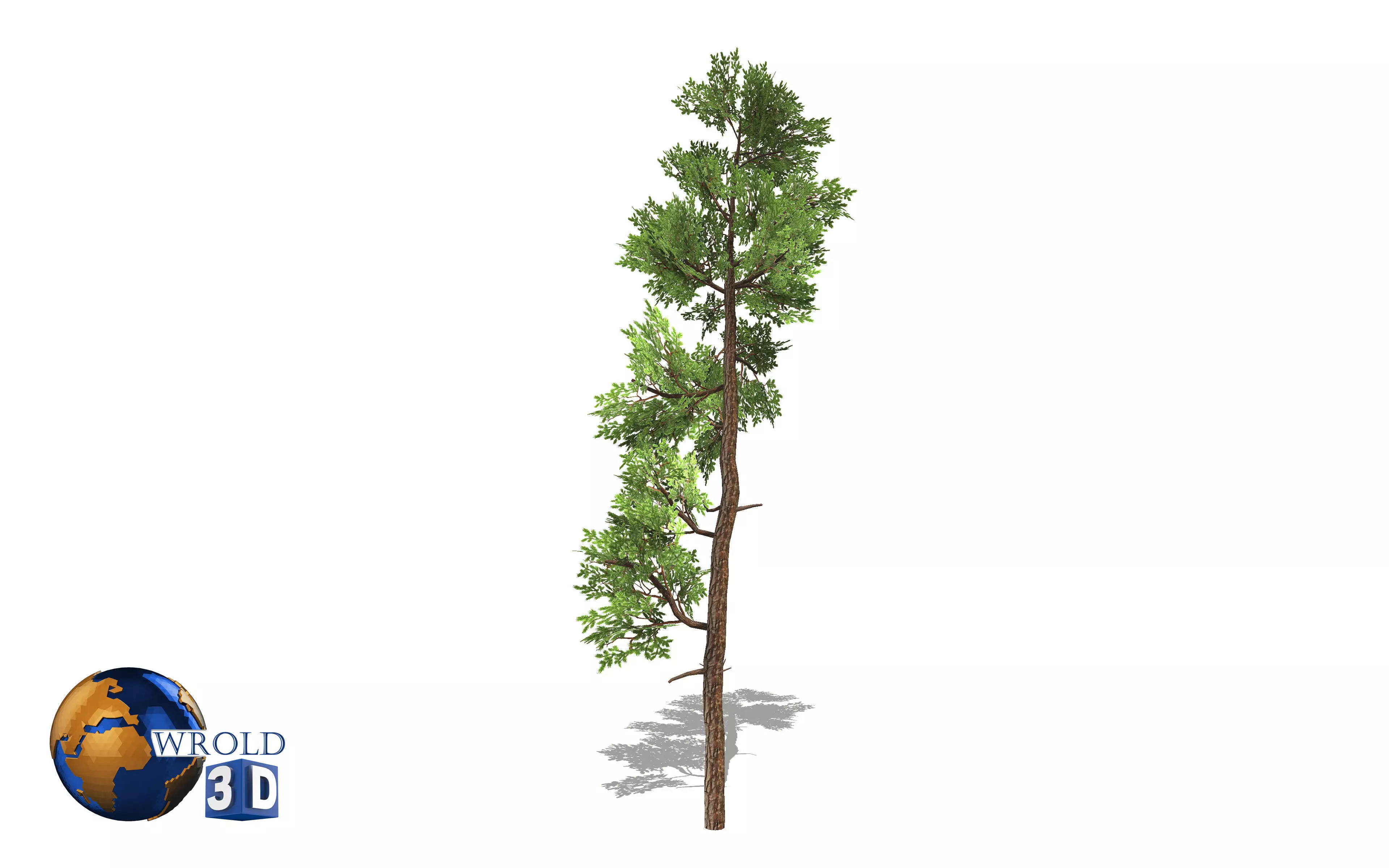 Cedar tree lowpoly 3d model Low-poly 3D model_0