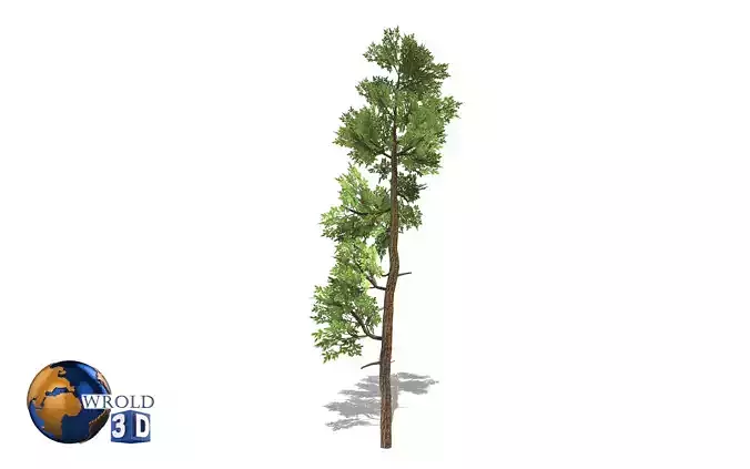 Cedar tree lowpoly 3d model Low-poly 3D model