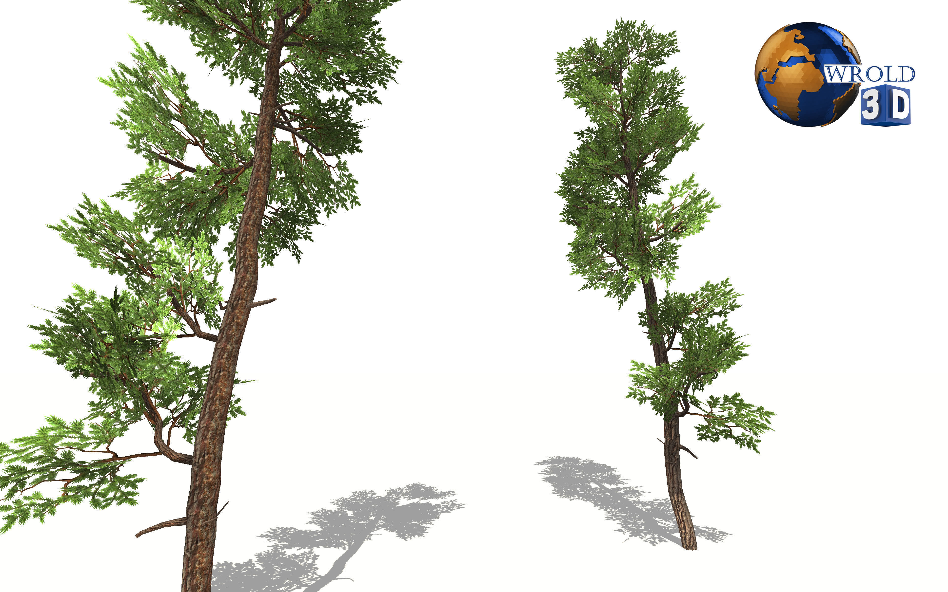 Cedar tree lowpoly 3d model Low-poly 3D model_1