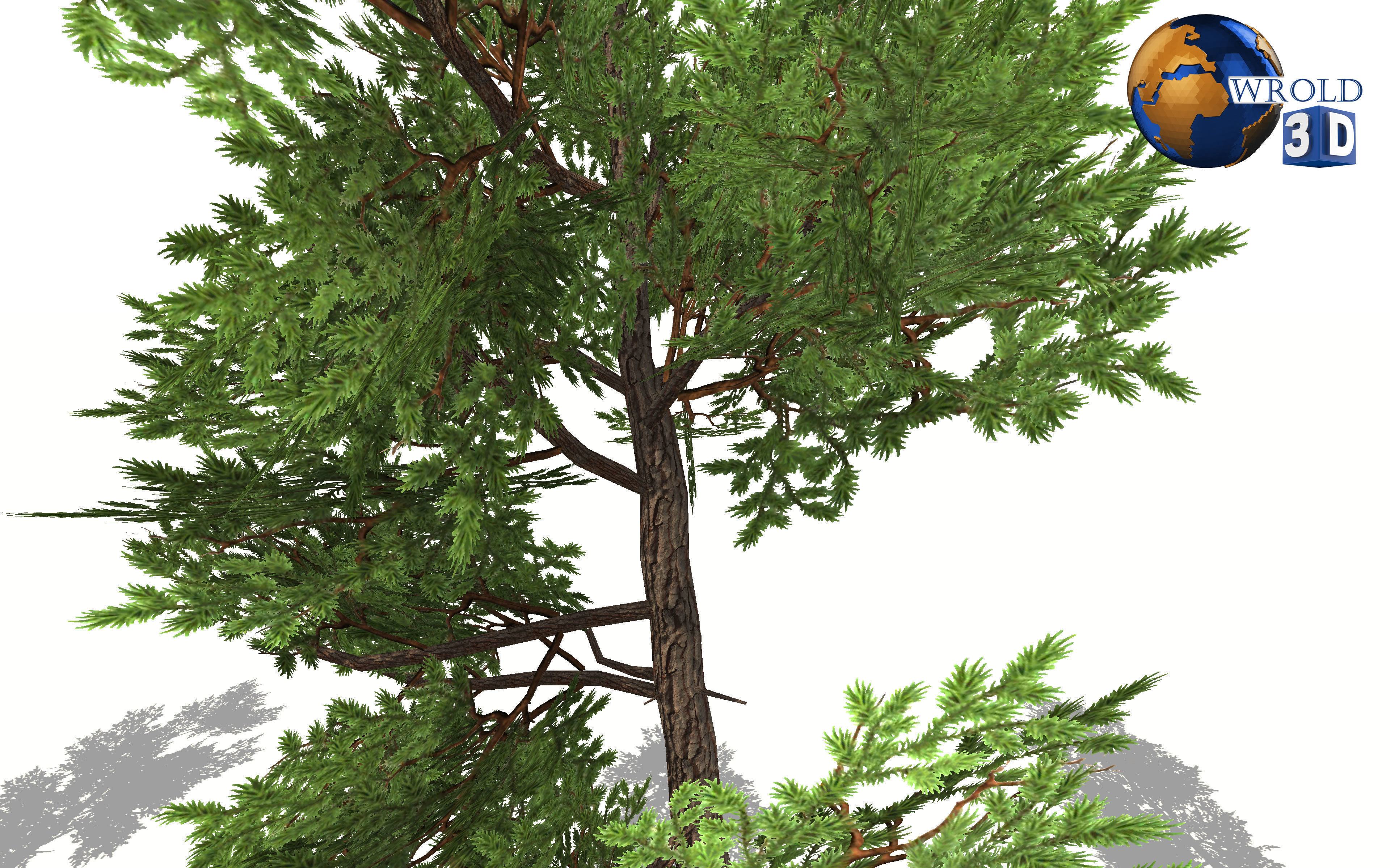 Cedar tree lowpoly 3d model Low-poly 3D model_3