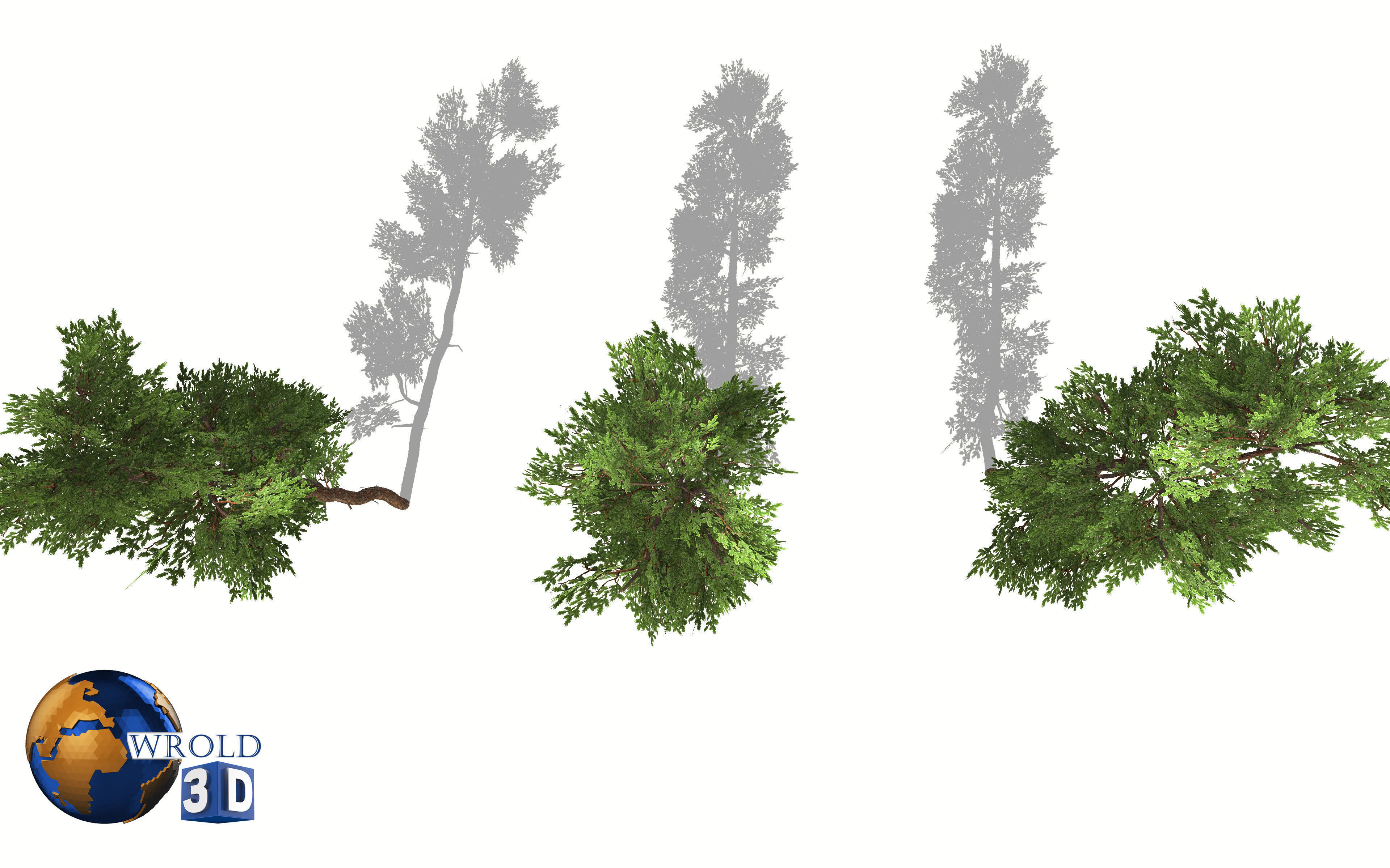 Cedar tree lowpoly 3d model Low-poly 3D model_5