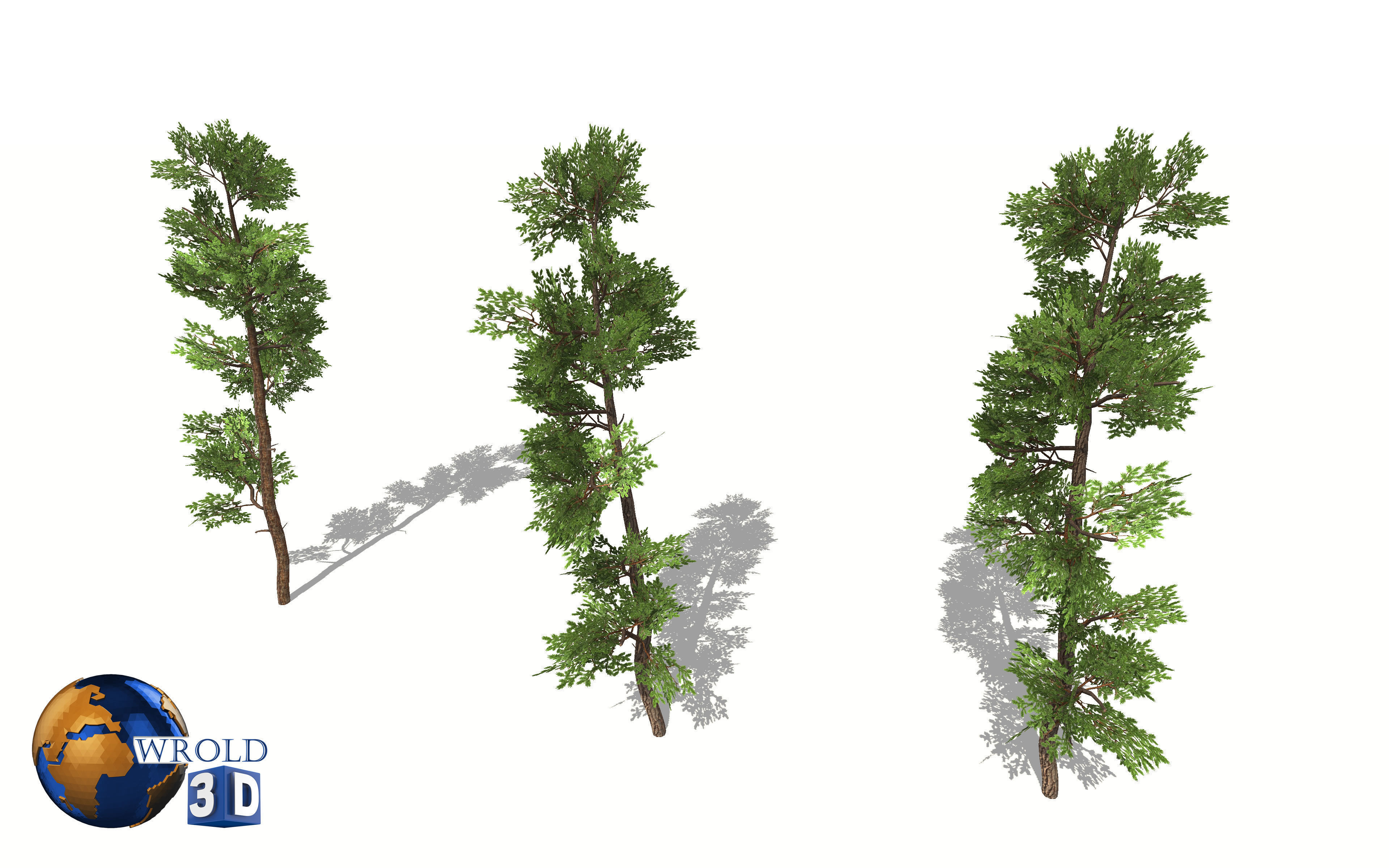 Cedar tree lowpoly 3d model Low-poly 3D model_2