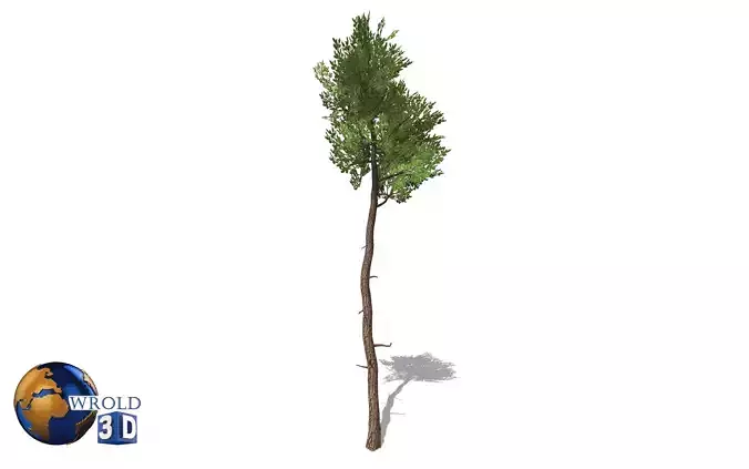 White Cedar Tree Low-Poly 3D Model