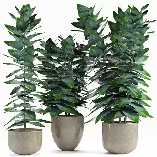 Collections Plants 5