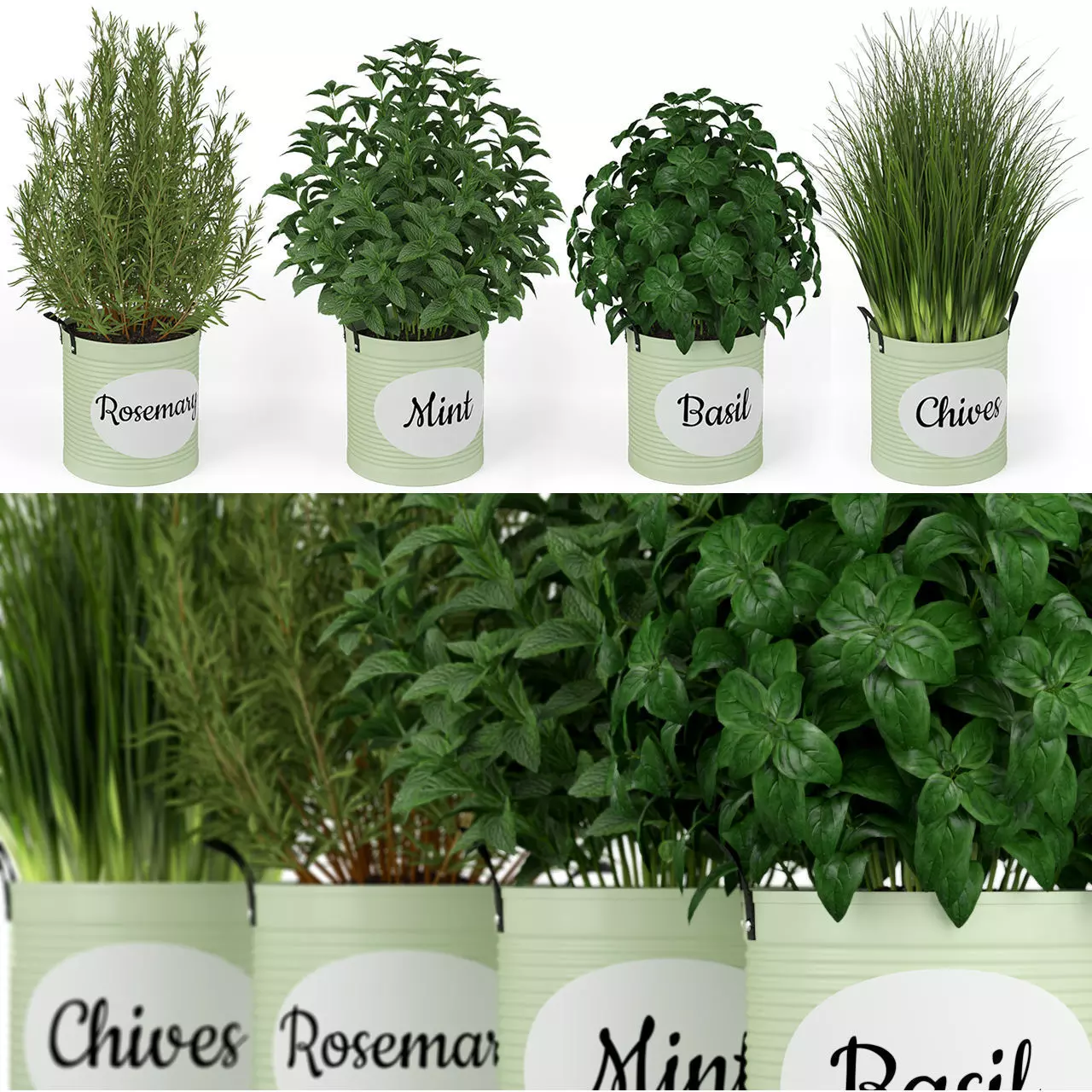 Plants collection 202 3D model_0