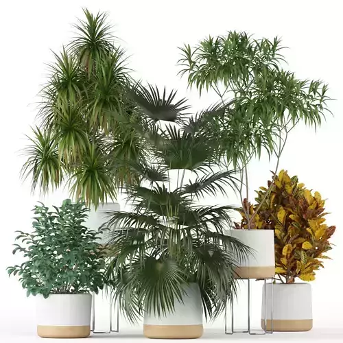 Plants collection 203