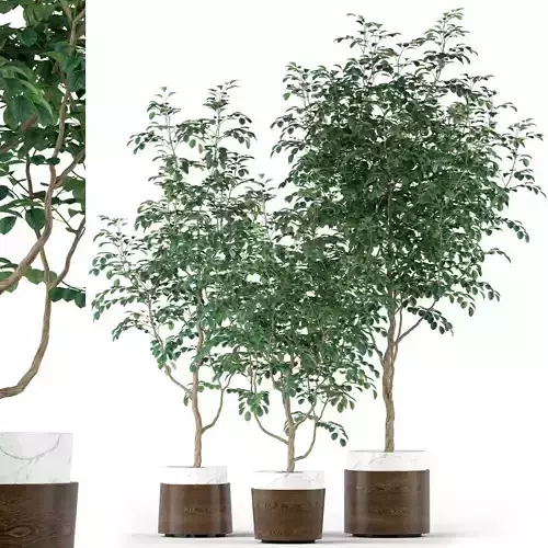 Plants collection 205