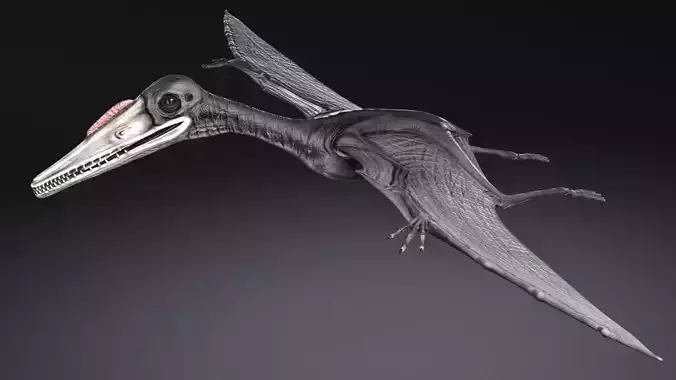 Pterodactylus dinosaur flying in air 3D model