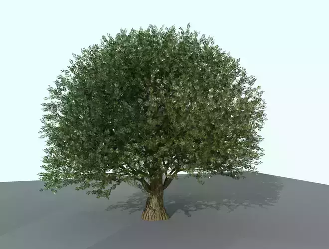 OAK TREE 3D model