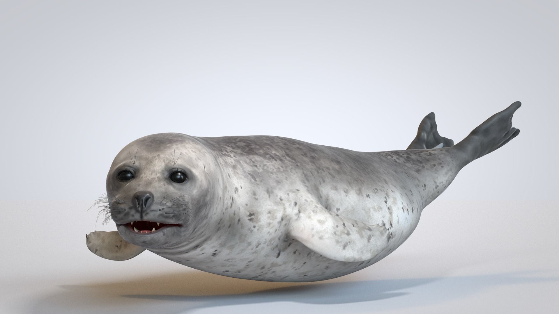 Common Seal 3D model_2