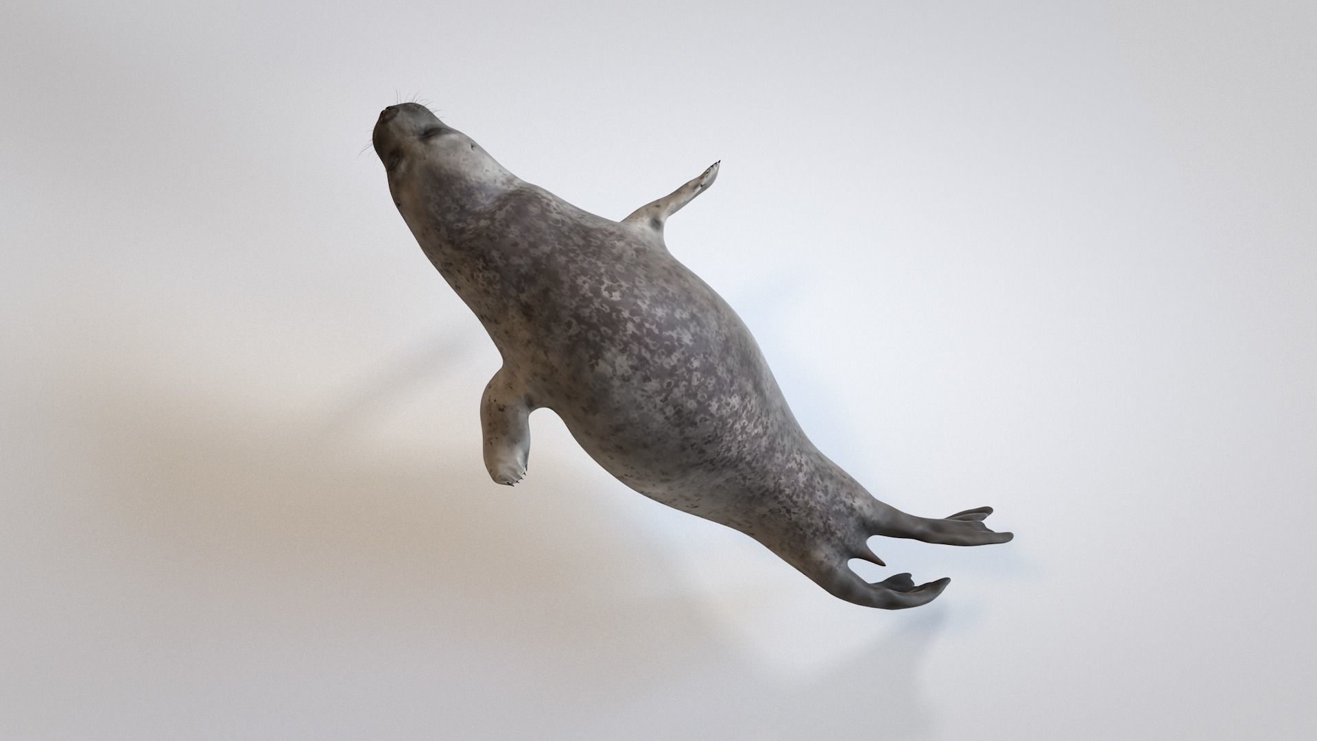 Common Seal 3D model_8