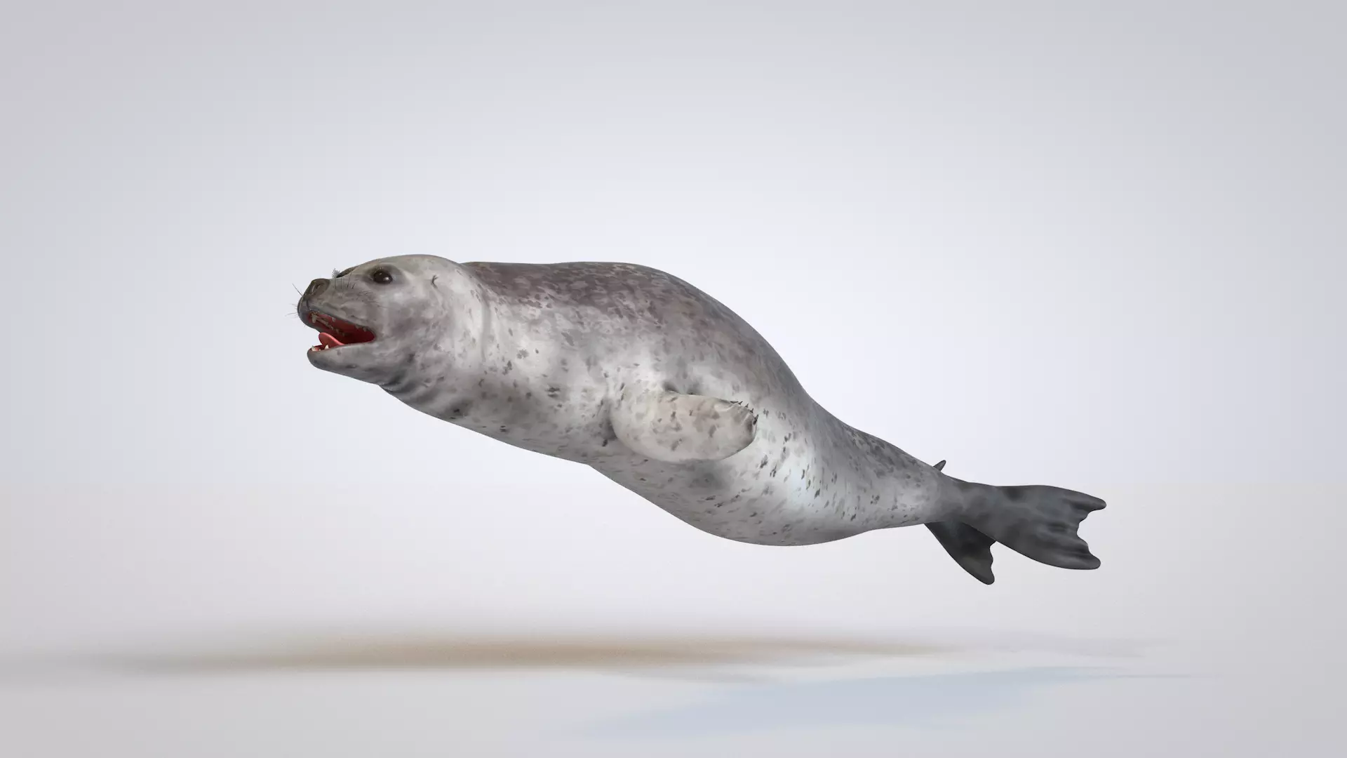 Common Seal 3D model_0