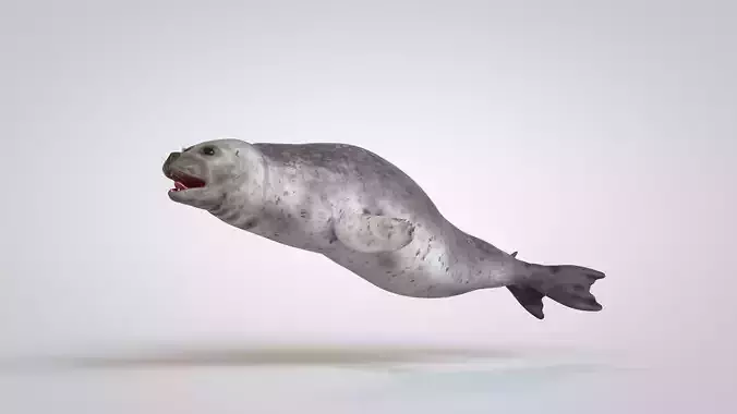 Common Seal 3D model