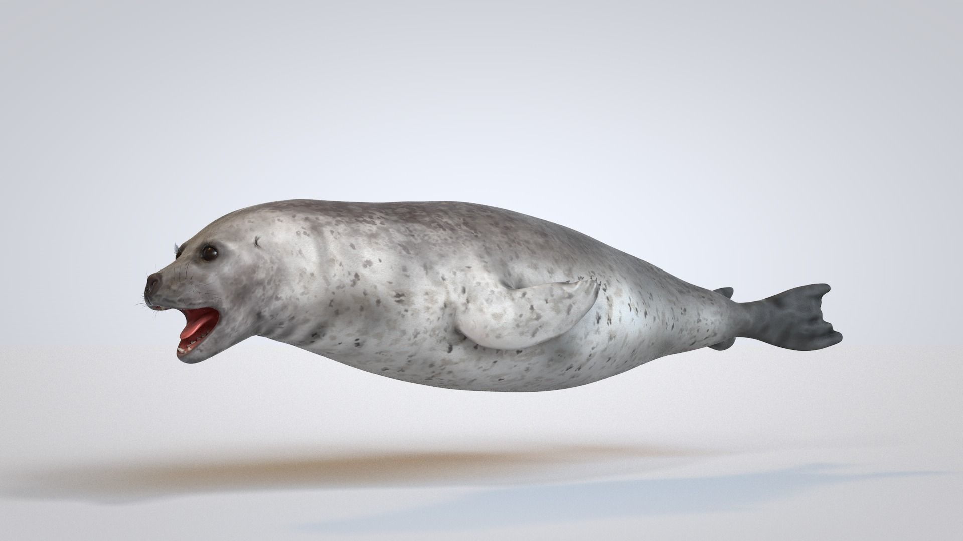 Common Seal 3D model_9