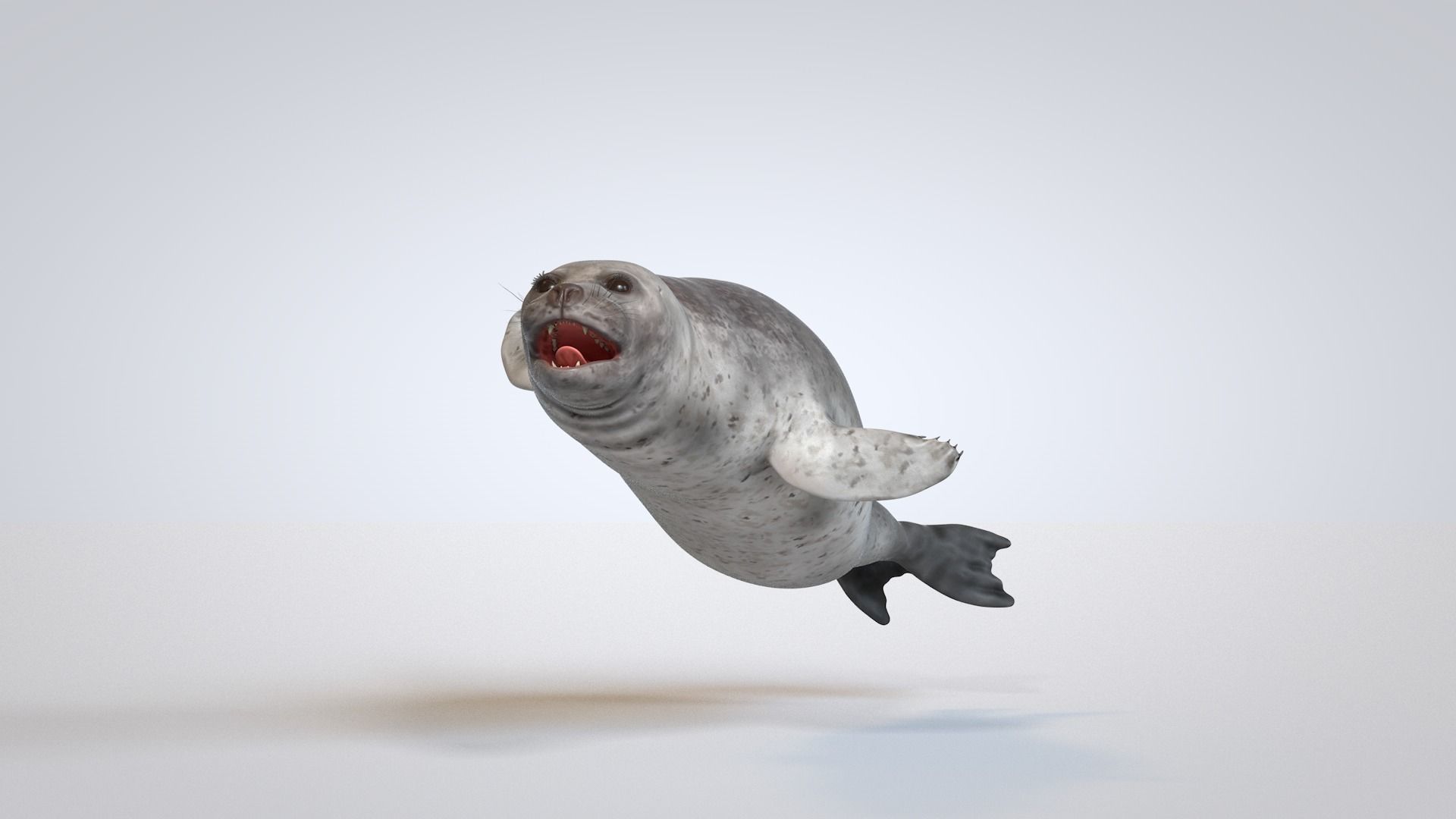 Common Seal 3D model_4