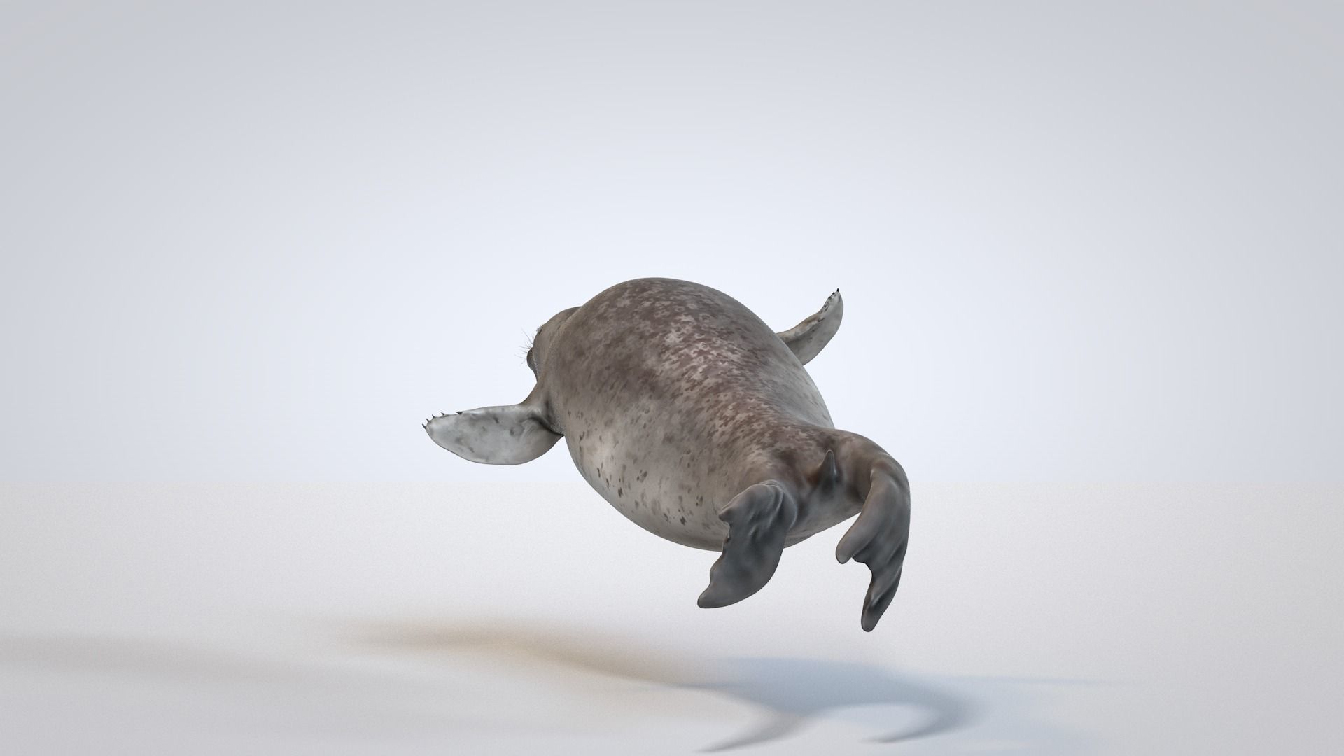 Common Seal 3D model_7