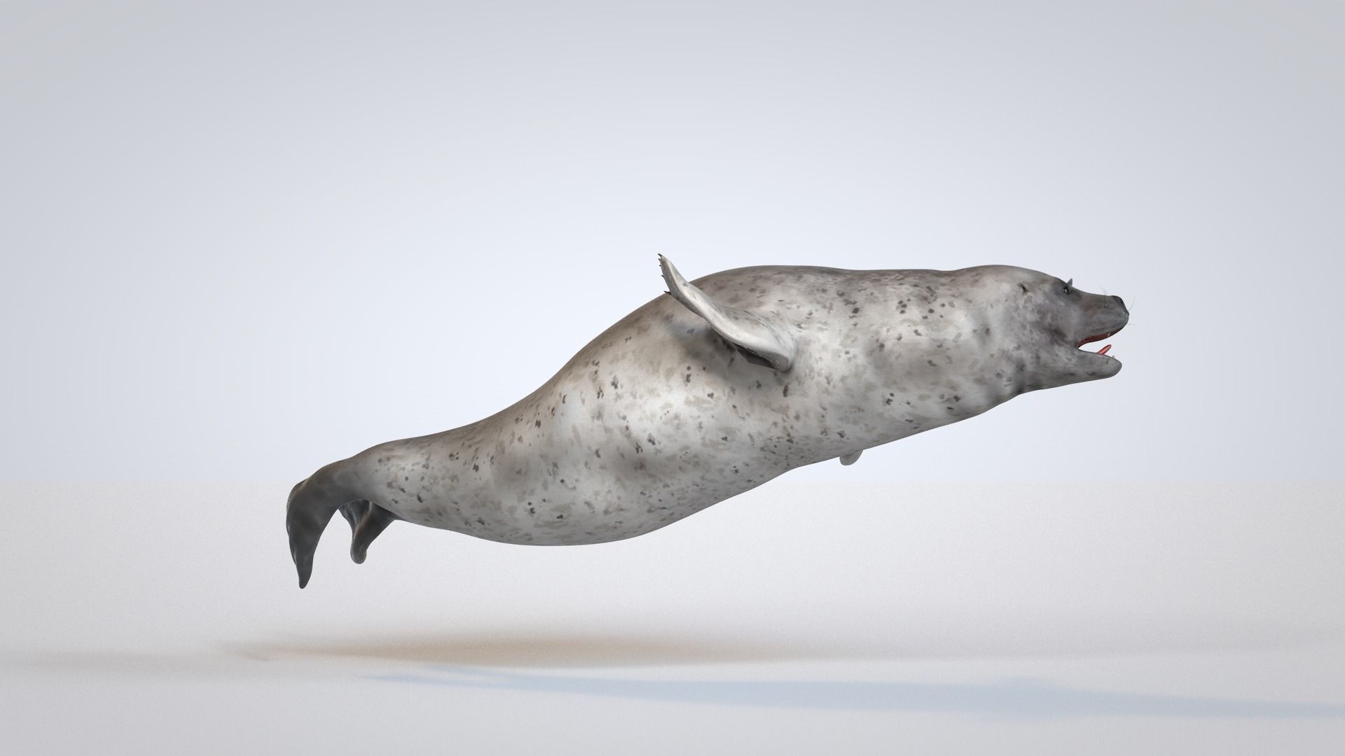 Common Seal 3D model_6