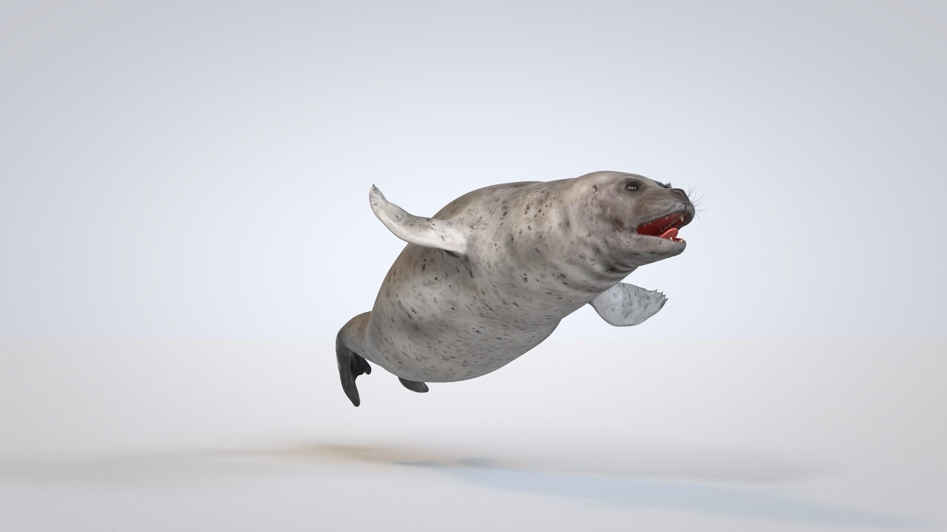 Common Seal 3D model_5
