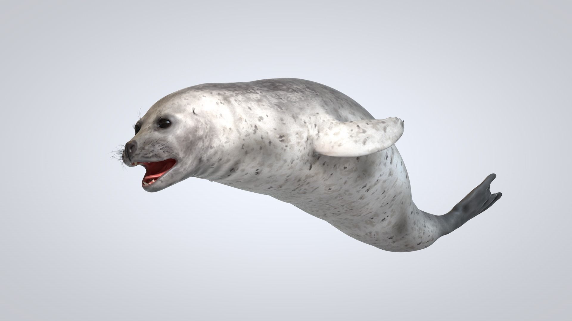 Common Seal 3D model_1