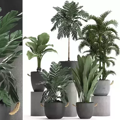 Collection Exotic plants 405 3D model