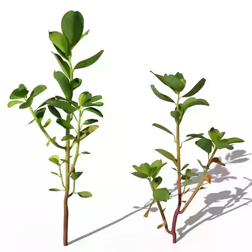 Wild Grass  VFX Grace 3D model