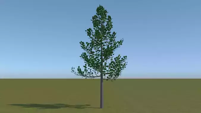 Maple Tree Free low-poly 3D model