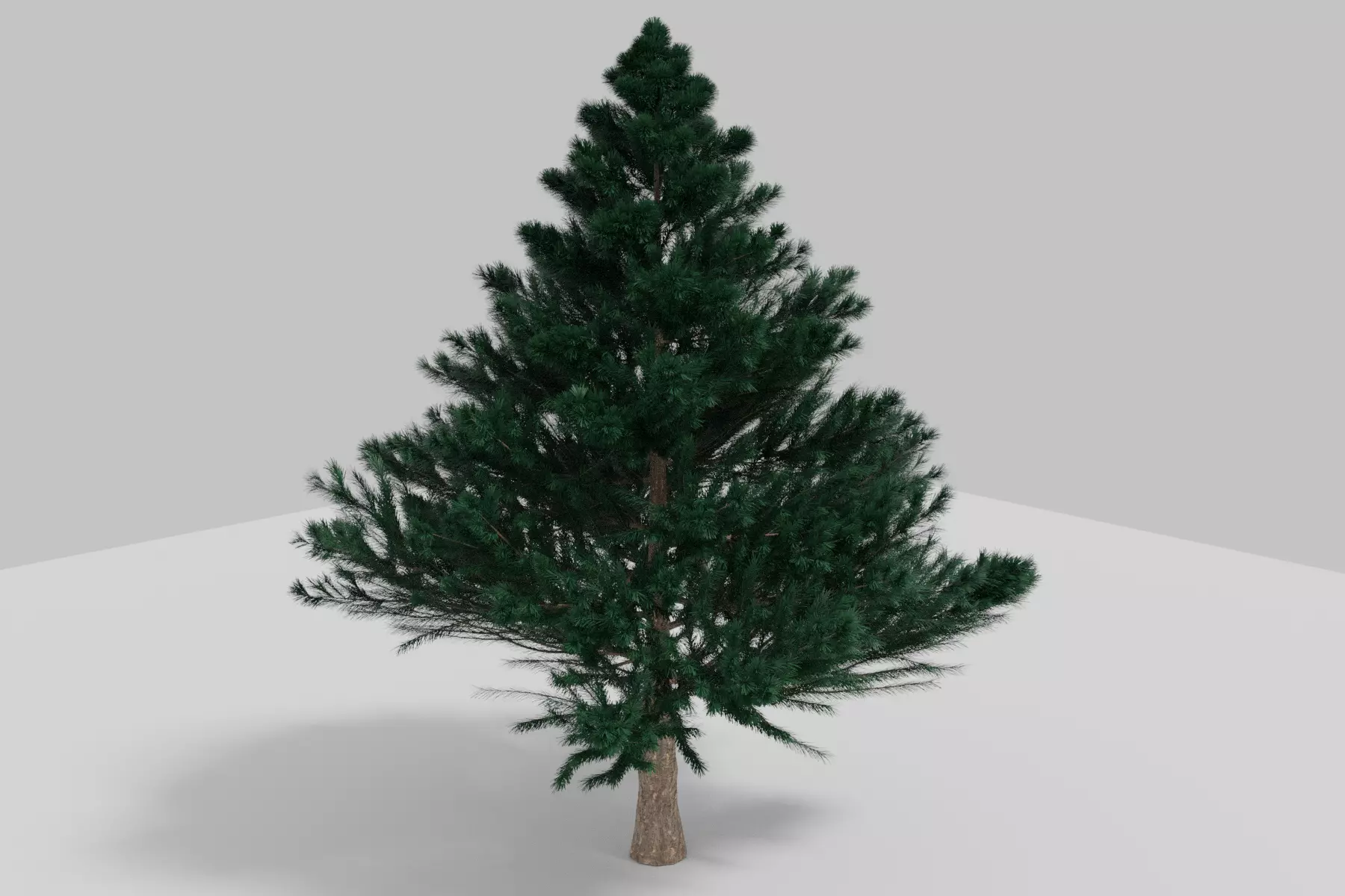 BLACK PINE 3D model_0