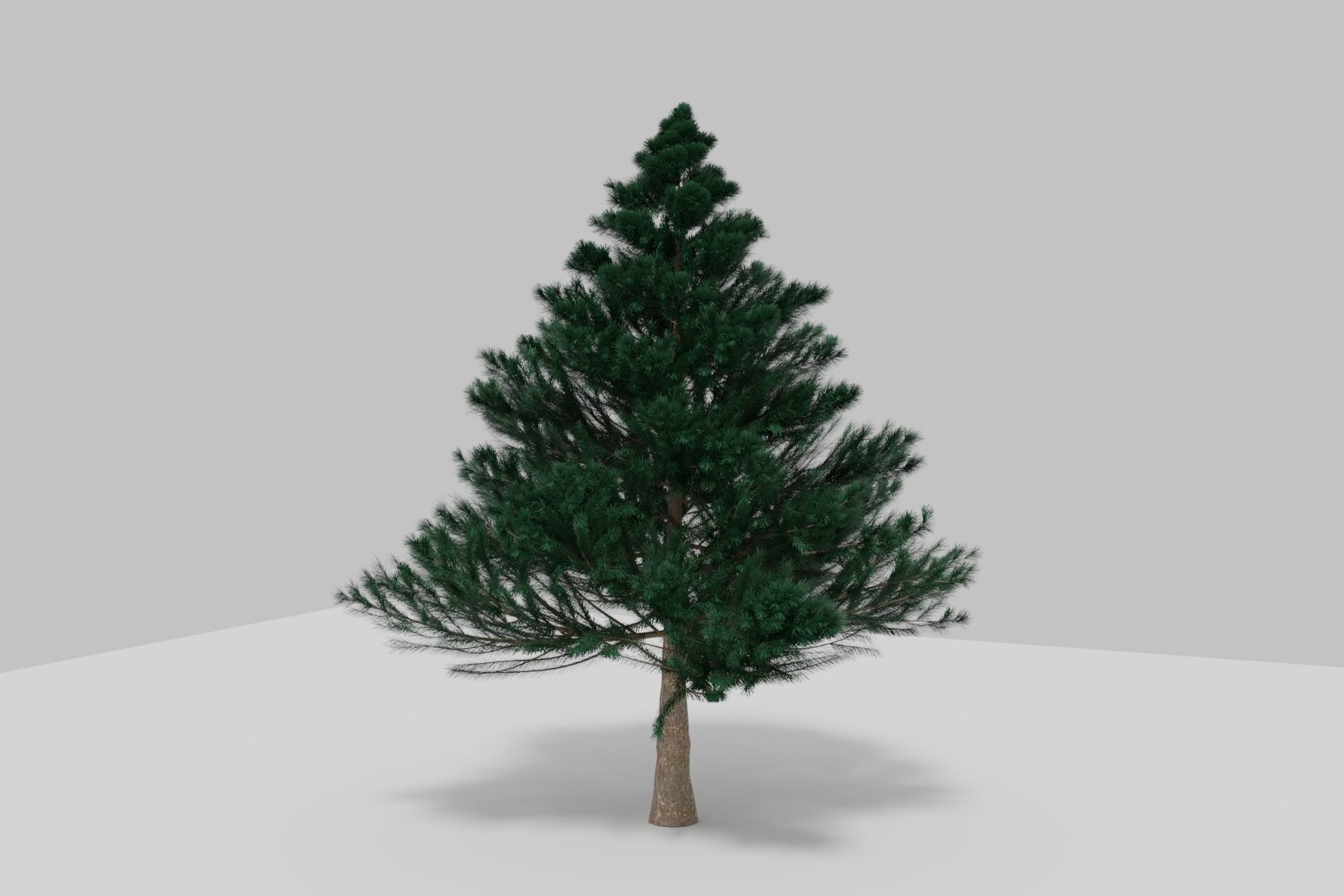 BLACK PINE 3D model_2