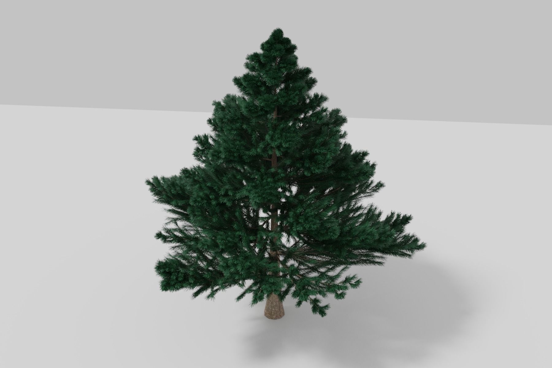 BLACK PINE 3D model_5