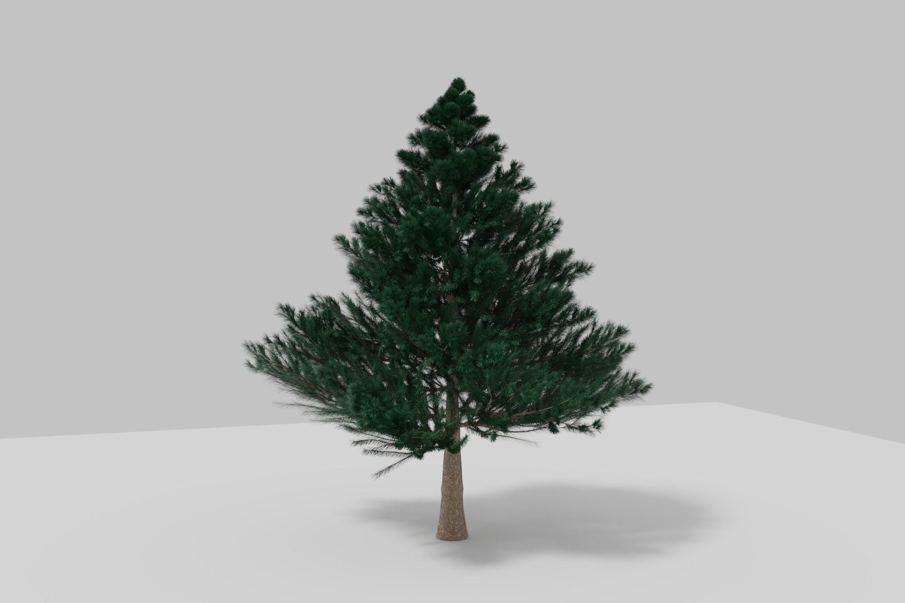 BLACK PINE 3D model_4
