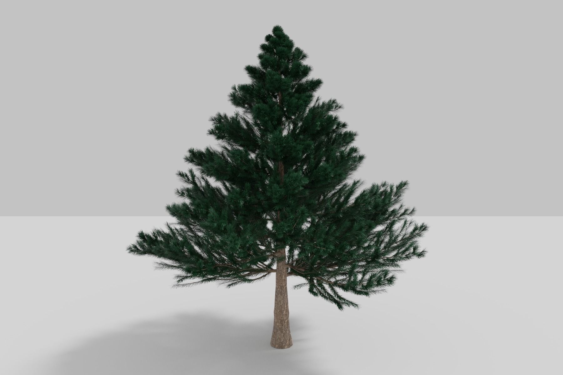 BLACK PINE 3D model_9