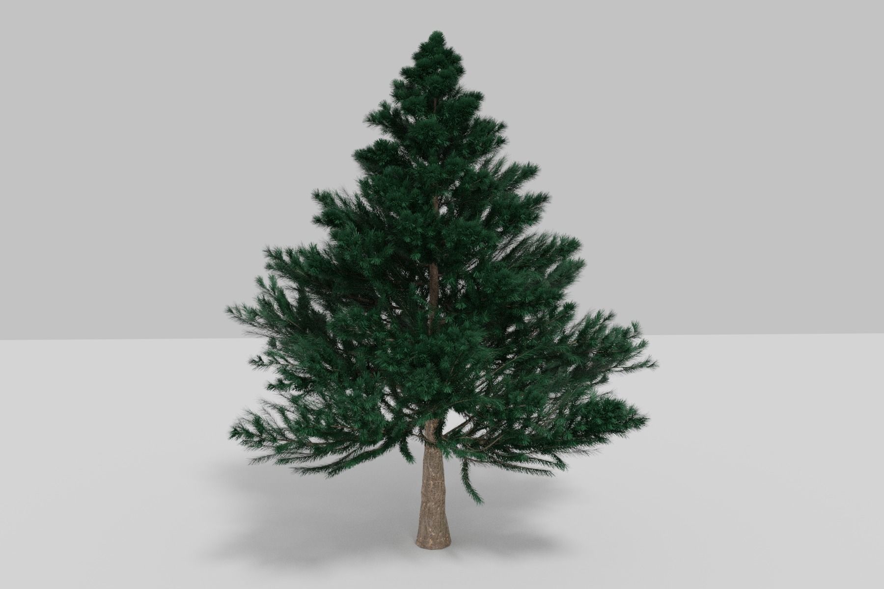 BLACK PINE 3D model_1