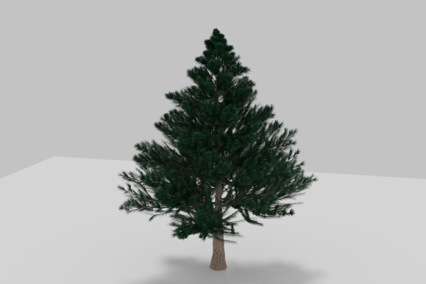 BLACK PINE 3D model_7