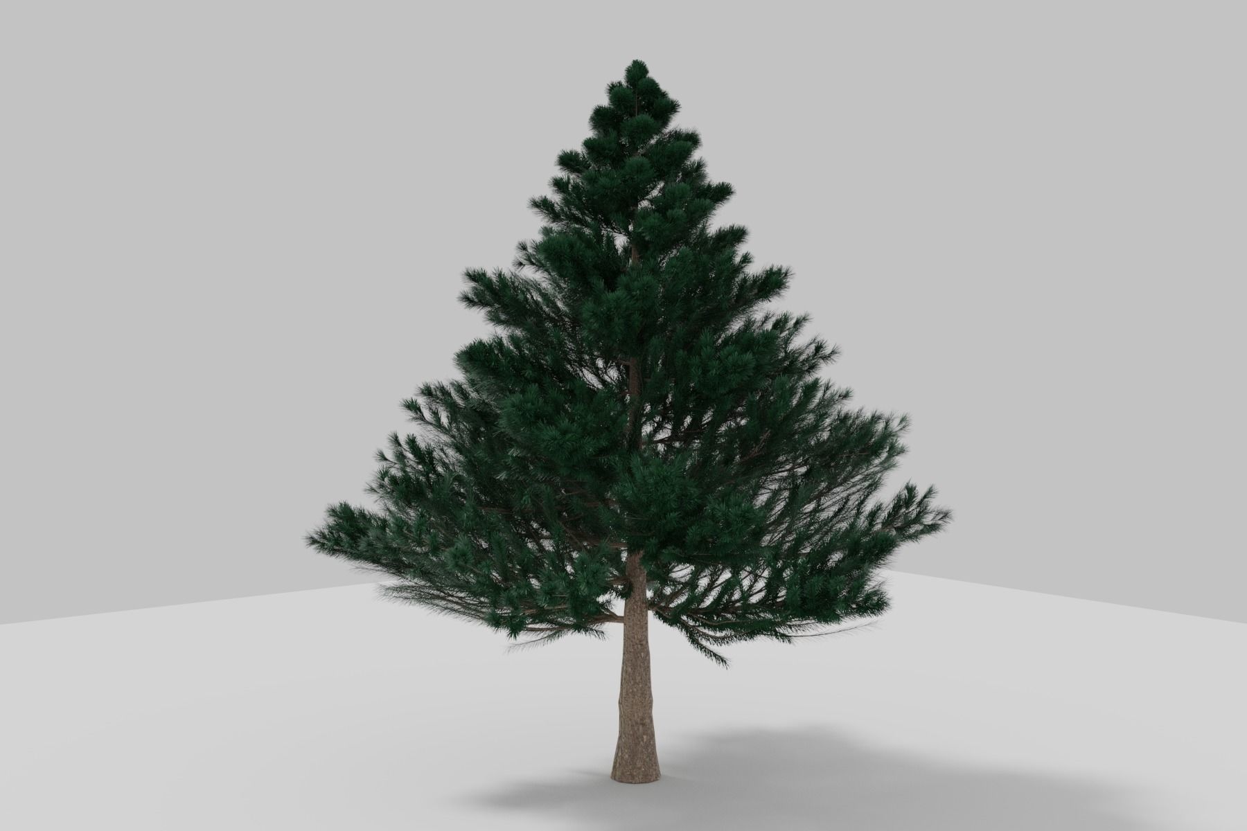 BLACK PINE 3D model_6