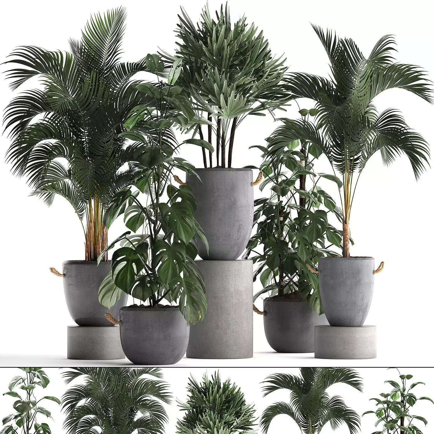 Collection Exotic plants 408 3D model