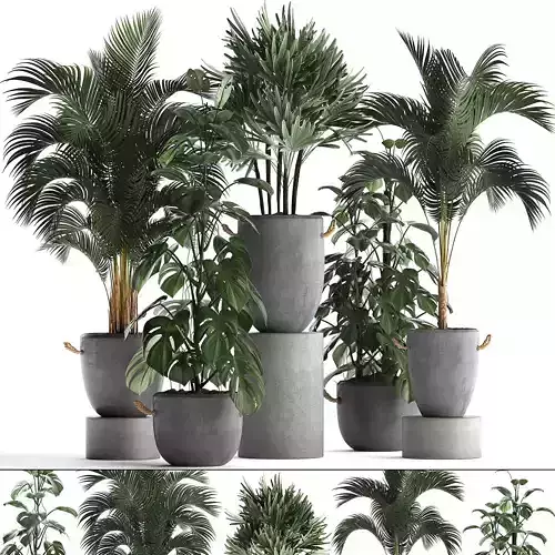 Collection Exotic plants 408