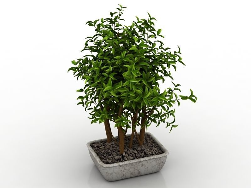 House plant 001 3D model_1