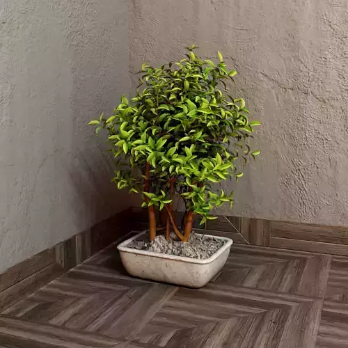 House plant 001 3D model