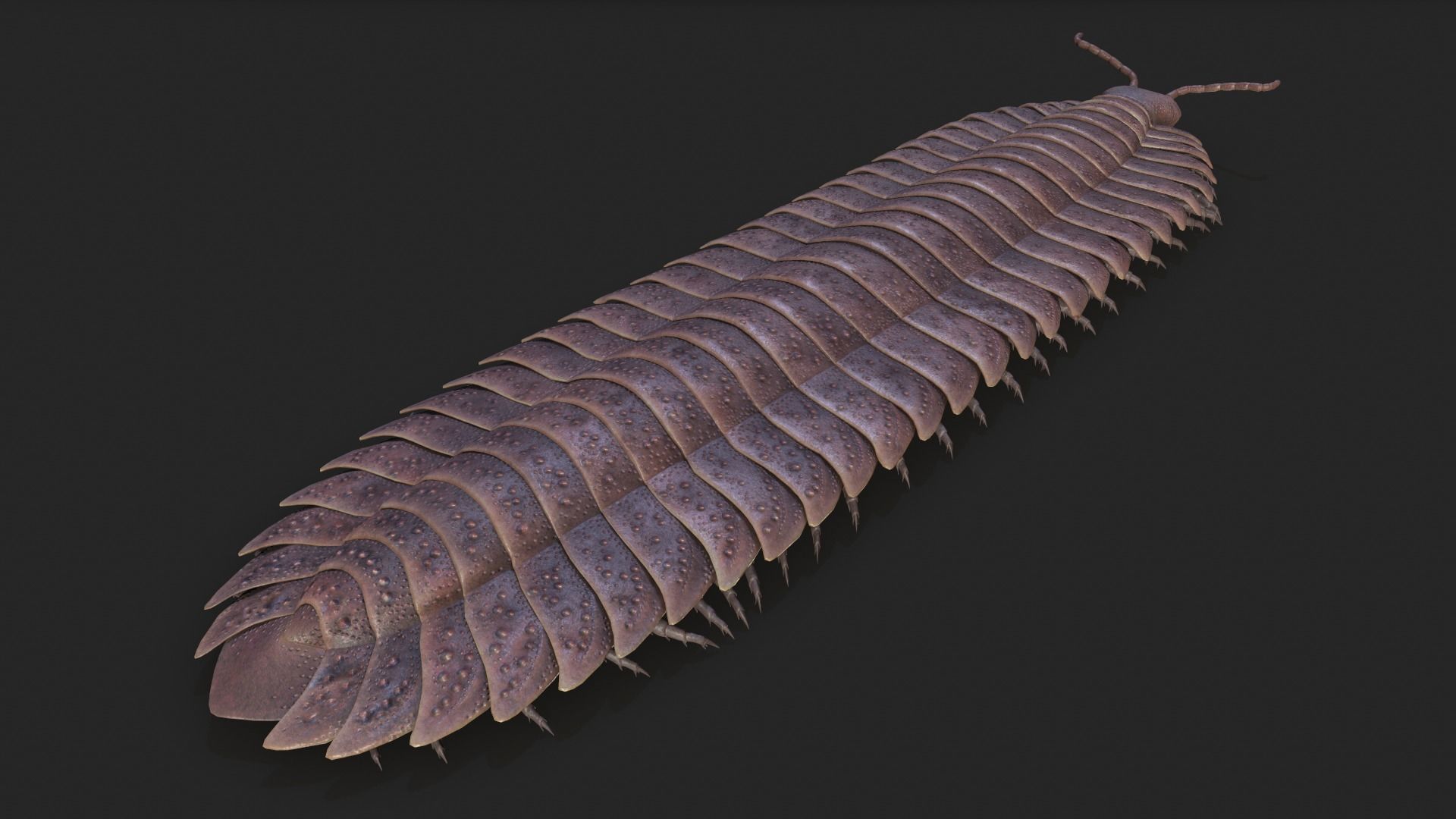Arthropleura armata  3D model_3