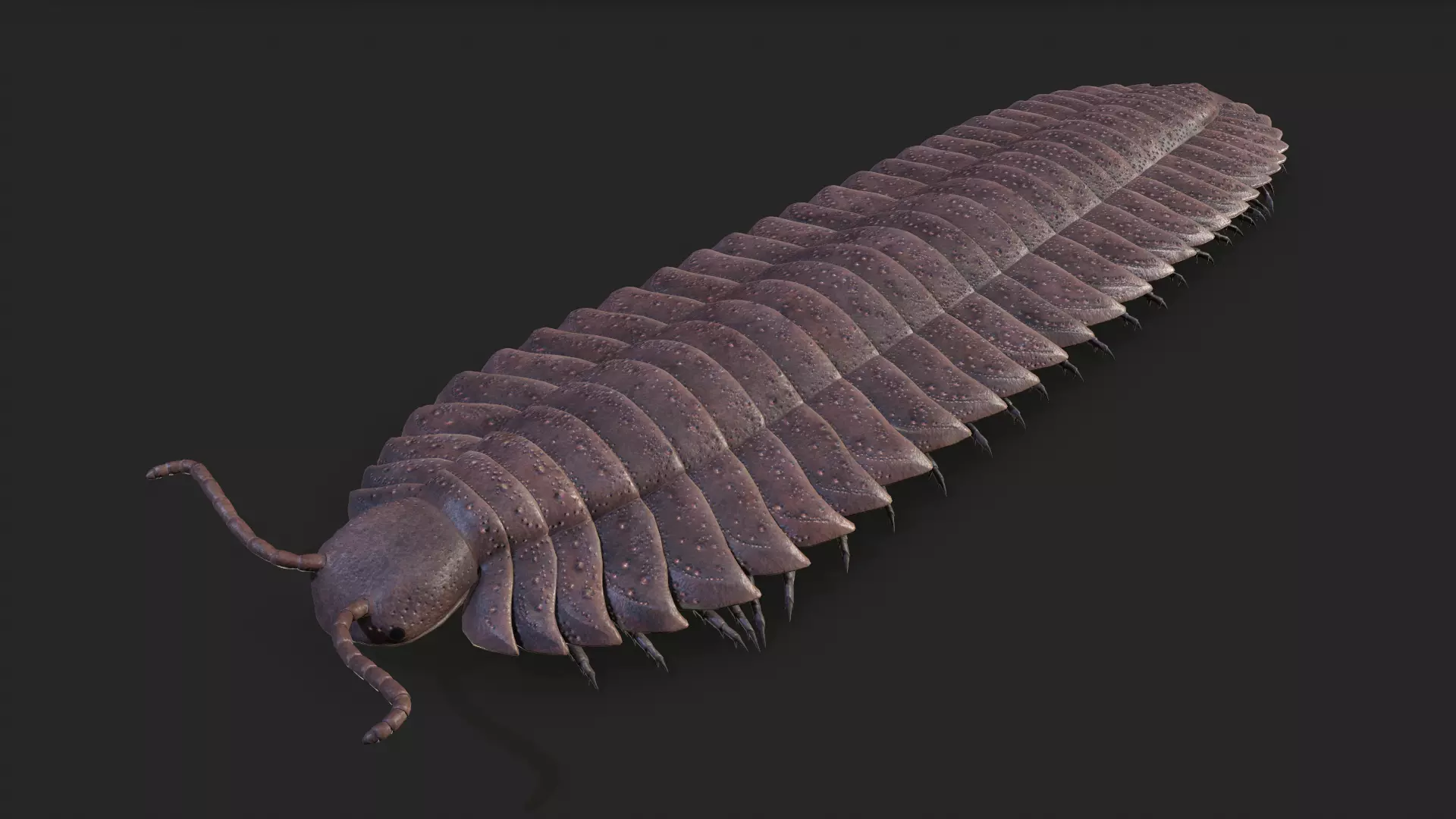 Arthropleura armata  3D model_0