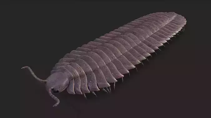 Arthropleura armata 