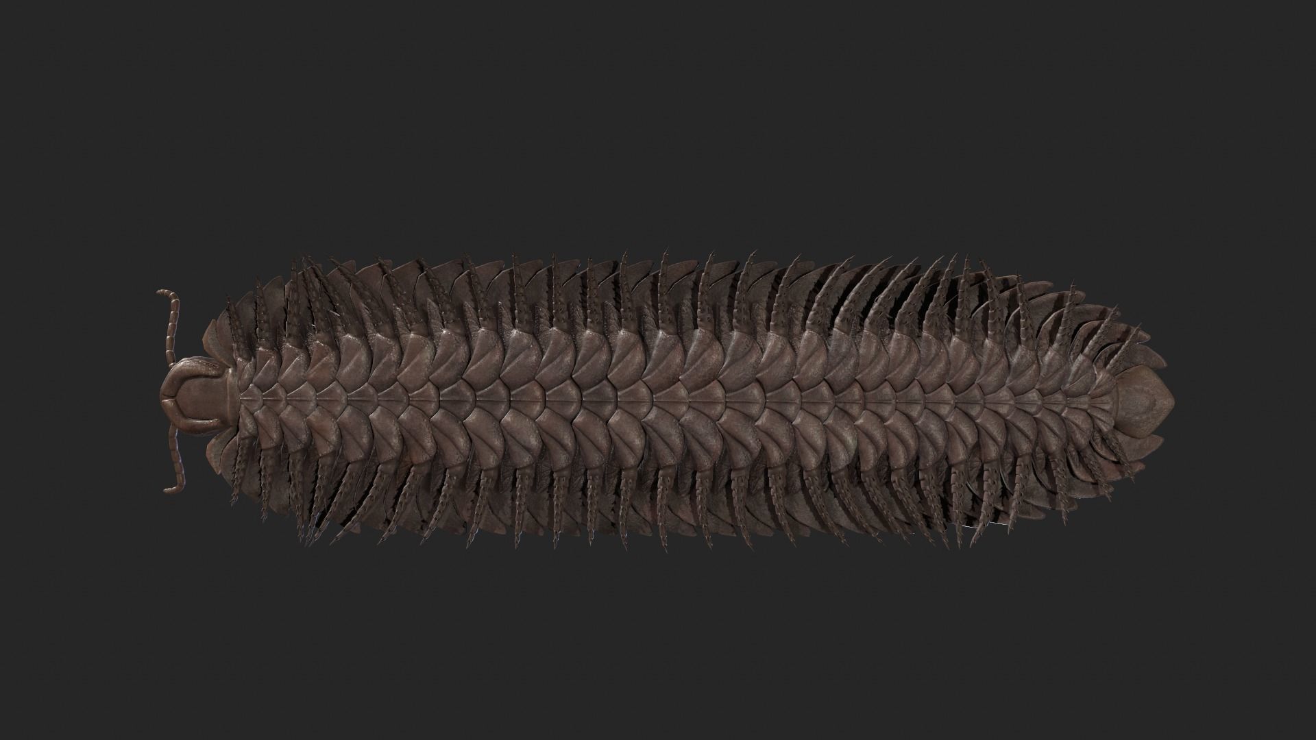 Arthropleura armata  3D model_4